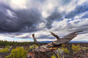 Lave Butte-0113.jpg Lave Butte-0113.jpg